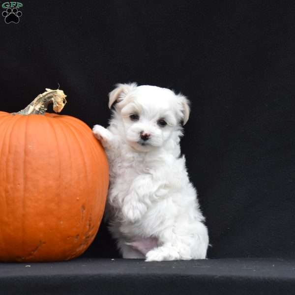 Paxton, Maltese Puppy